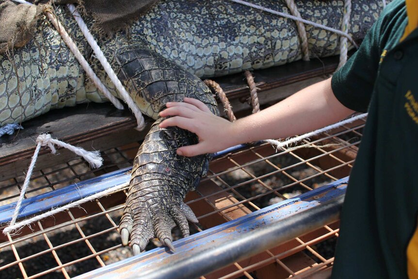 A child reaches out and touches the crocodile's arm.