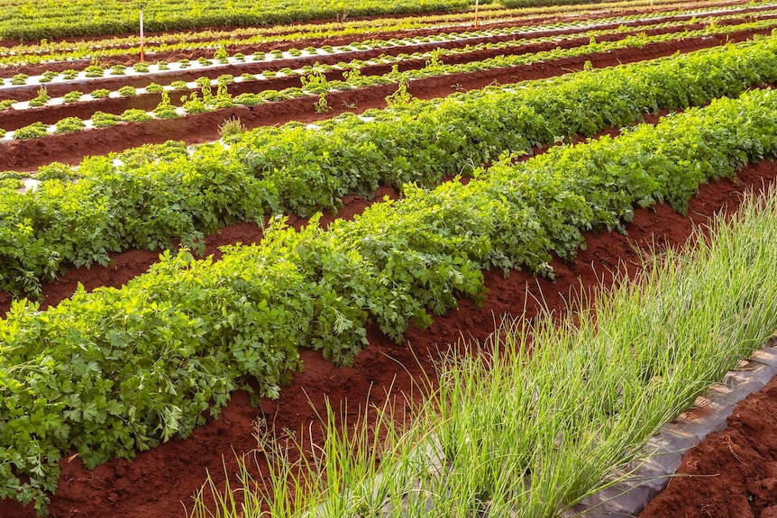Rows of herbs growing in red soil at a farm north of Bundaberg.