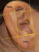A graphical disection of an ear