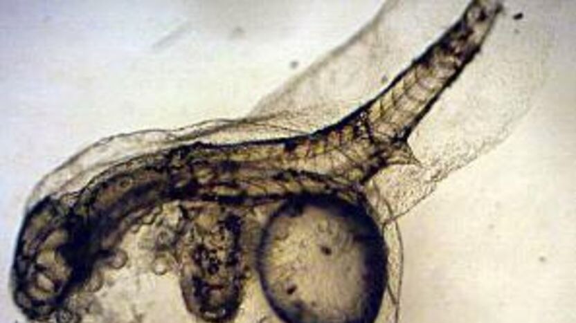A microscope image of a two-headed bass embryo from the Noosa River