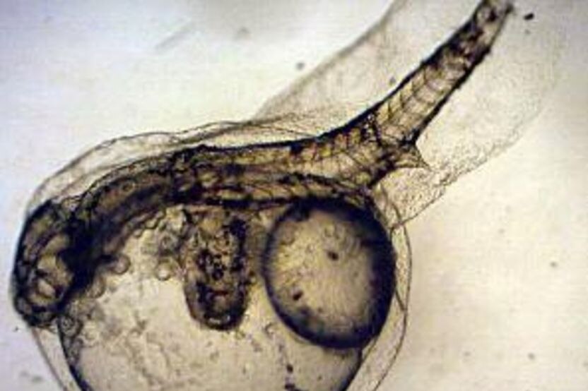 Una imagen microscópica de un embrión de bajo de dos cabezas del río Noosa