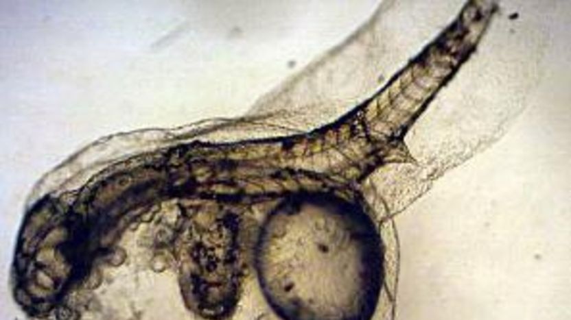 A microscope image of a two-headed fish embryo.