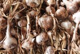Close up Garlic crop from Orange Creek in Central Australia