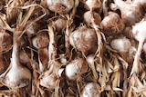 Close up Garlic crop from Orange Creek in Central Australia