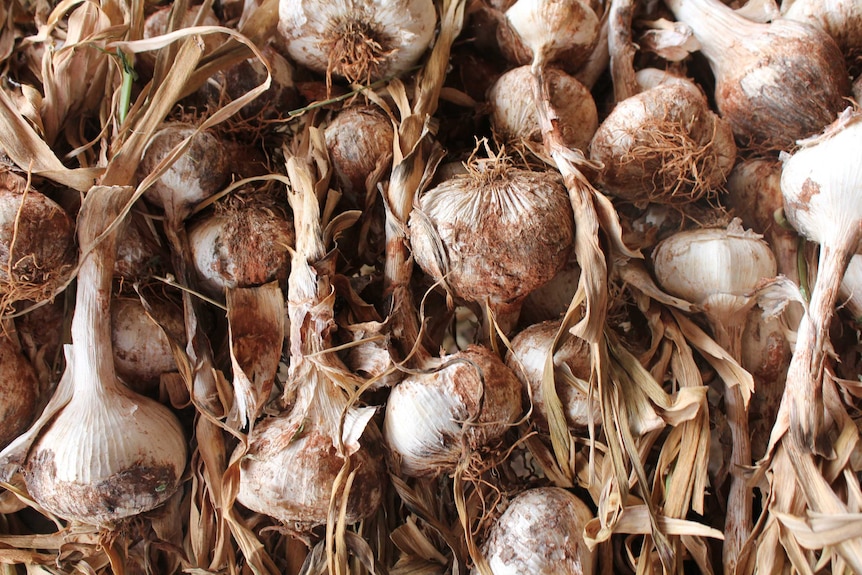 Close-up  of a garlic crop from Orange Creek in Central Australia