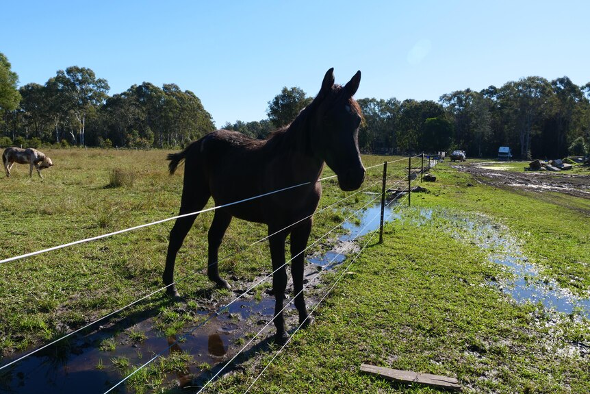 A horse stands in the mud next to a fence.