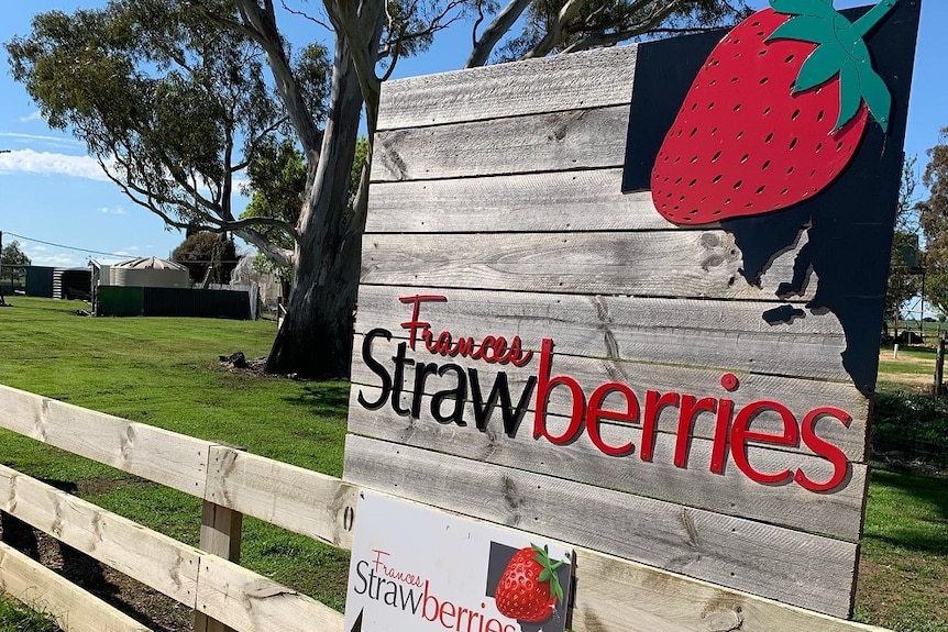 A wooden sign saying "Frances Strawberries" with a red strawberry on the corner.