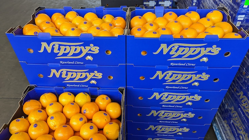Oranges in boxes branded with the business name "Nippy's".