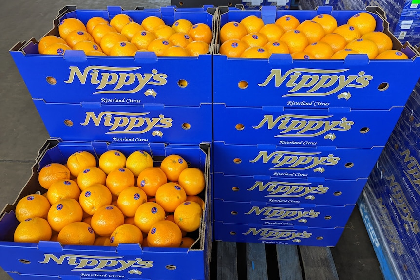 Blue boxes of Nippy's oranges. 