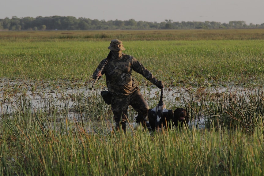 a man in camouflage walking through a wetland holding a dead magpie goose with a dog by his side.