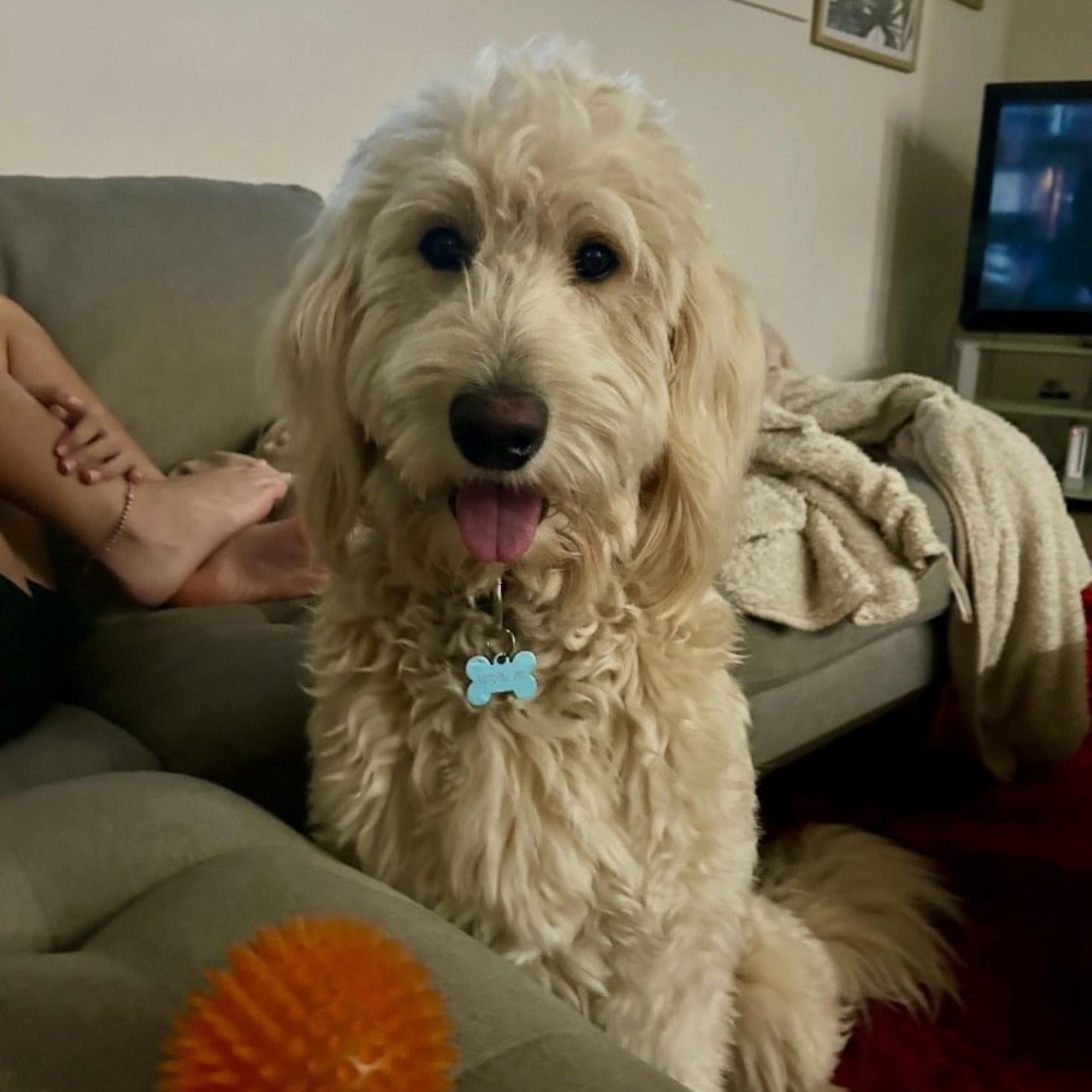 A white fluffy dog with its tongue out.