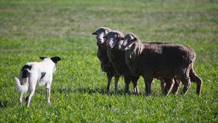 A sheep dog eyes off a trio of sheep