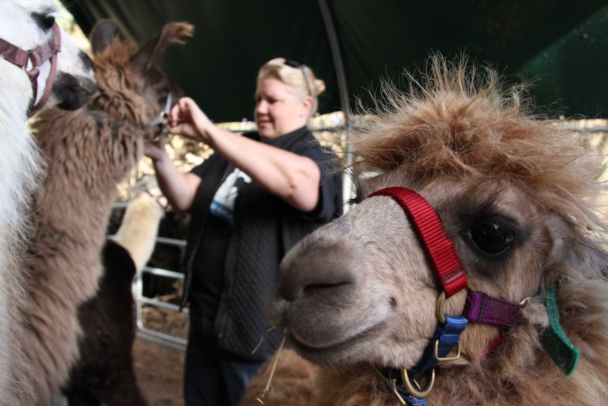 Woman in background adjusting a harness on a llama, with another llama in foreground looking into camera lens.