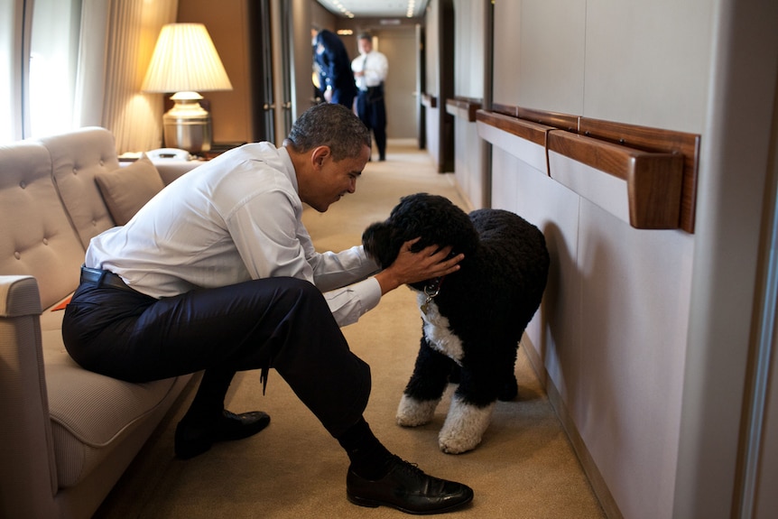 President Barack Obama plays with Bo, the Obama family dog