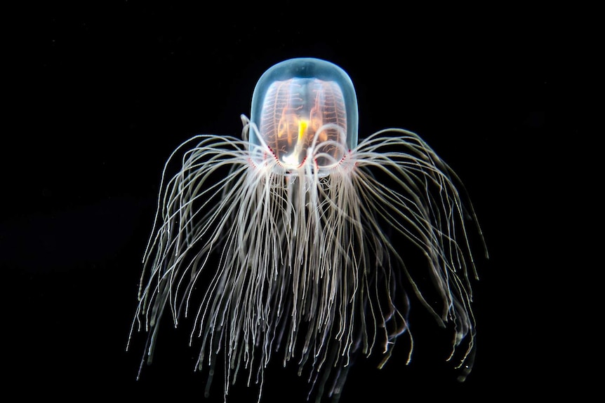 Turritopsis dohrnii is also known as the 'immortal jellyfish'