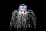 Turritopsis dohrnii is also known as the 'immortal jellyfish'