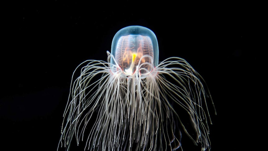 Turritopsis dohrnii is also known as the 'immortal jellyfish'