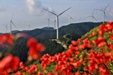 You look past a screen of bright red flowers in soft focus as wind turbines are pictured atop mountains on the horizon.