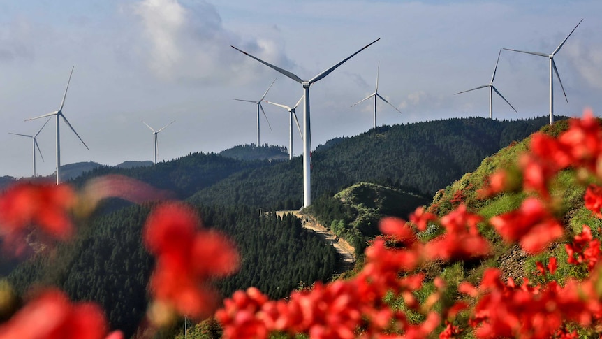 You look past a screen of bright red flowers in soft focus as wind turbines are pictured atop mountains on the horizon.