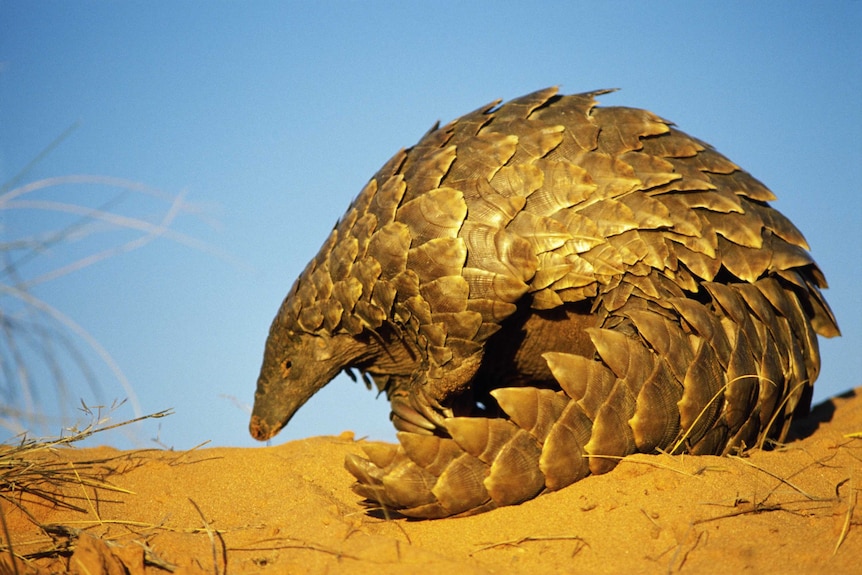 A close up of a pangolin in a desert, it is a medium-sized, scale-covered mammal with a pointed head