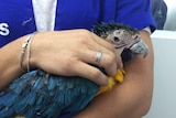 Bird in the arms of a woman with new titanium beak