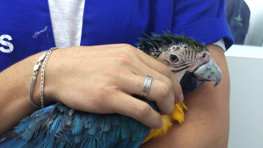 Bird in the arms of a woman with new titanium beak