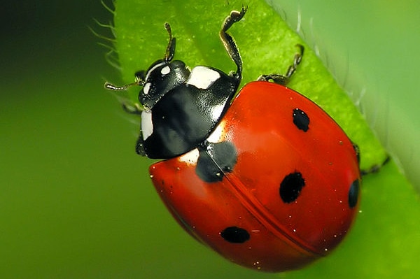 Ladybug