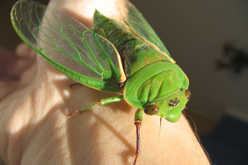 Green grocer cicada