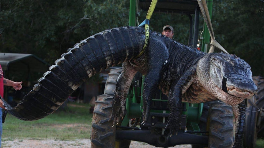 Alligator hauled in by family in Alabama