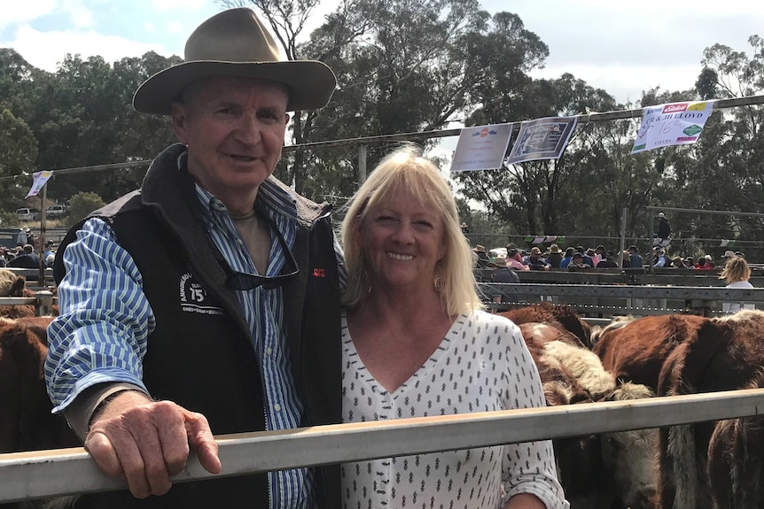 A man and a woman stand smiling in front of cattle at saleyards.