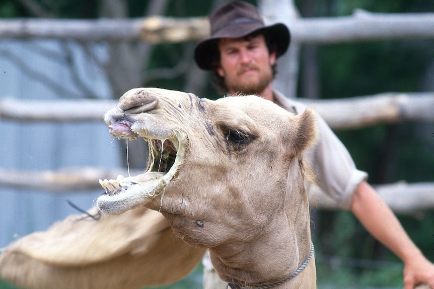 Close up of a camel's mouth wide open, and dripping with saliva, with a blurred man's face in background.