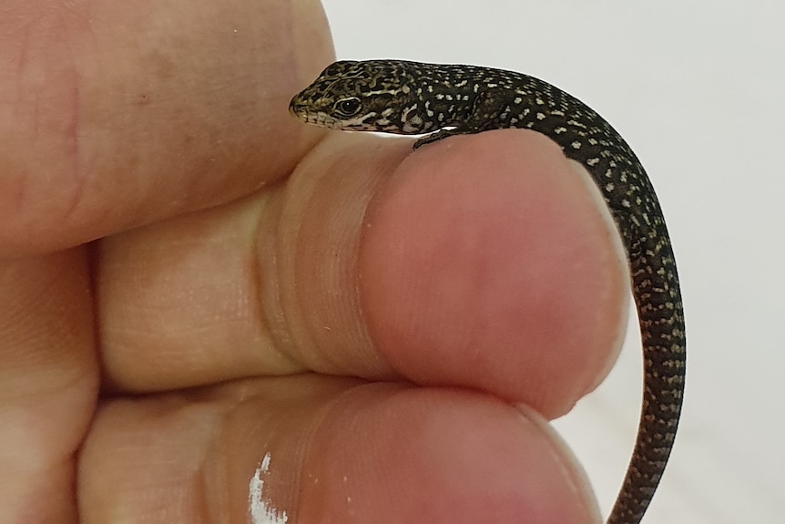 A baby spotted snow skink on a human hand.