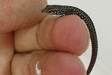 A baby spotted snow skink on a human hand.