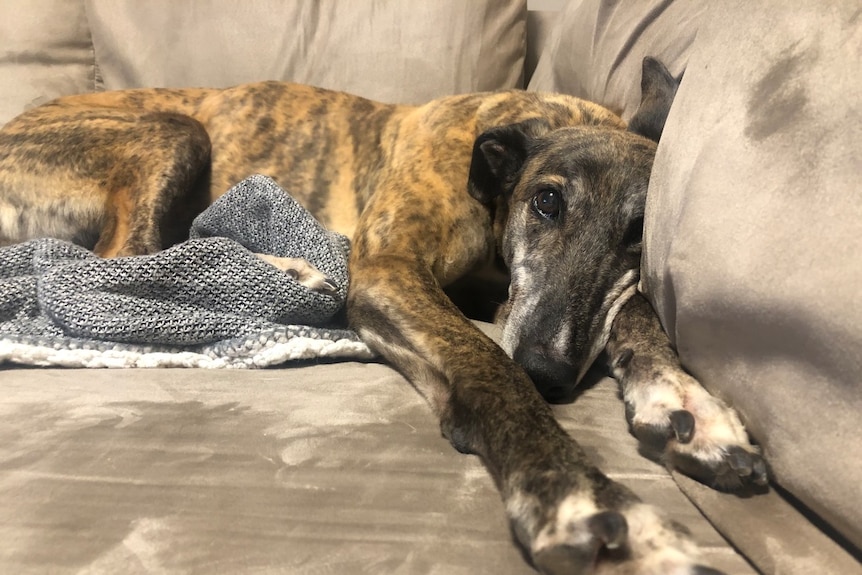 A brindle greyhound lies on a couch with a blanket.