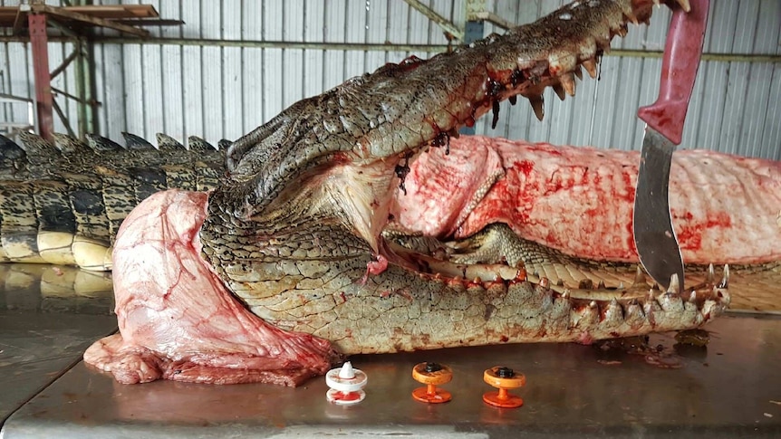 Dead croc with mouth held open by large knife