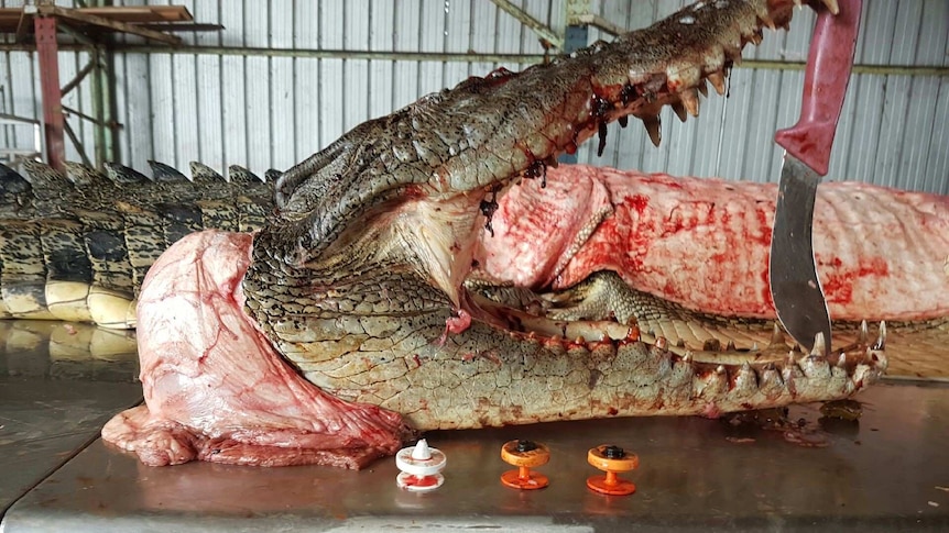 Three cattle ear tags on a bench in front of the head of a crocodile, its jaws held open with a knife.