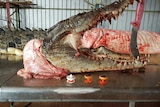 Dead croc with mouth held open by large knife