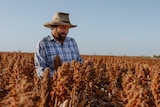 A bearded man in a blue shirt stands in a field of sorghum. 
