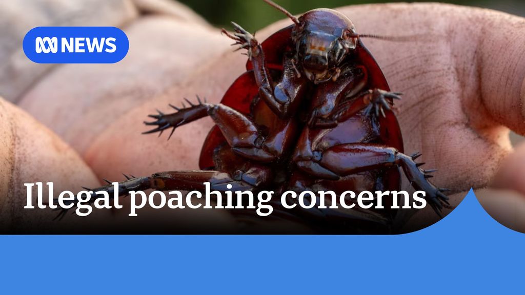 Growing concerns over illegal poaching as pet insects become more ...