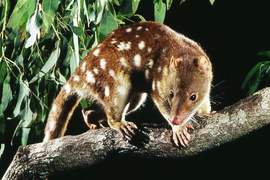 kapacitet Præferencebehandling Forræderi Rare spotted-tail quoll discovered in Logan after scat found - ABC News