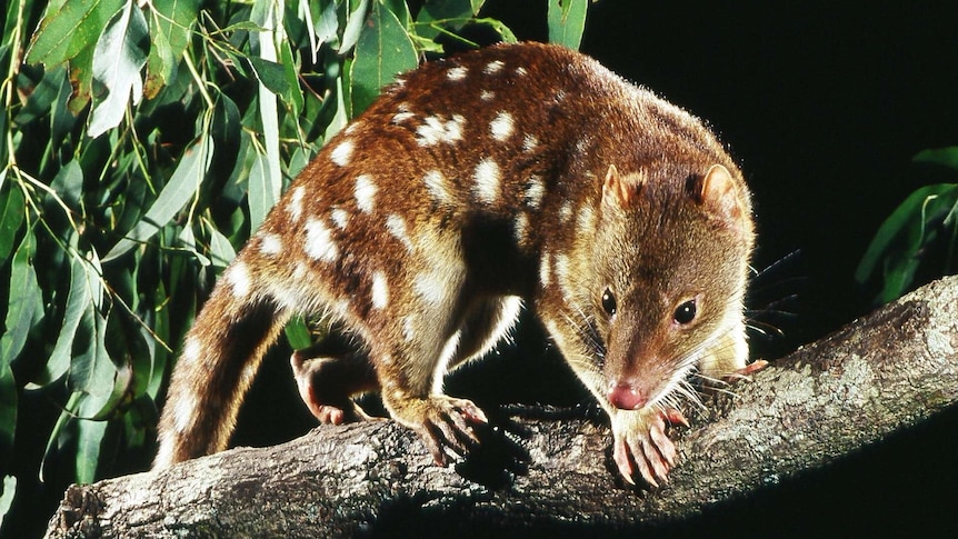 An image of a spotted tail quoll taken at night on a branch with leaves in the background