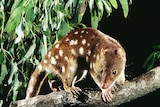 An image of a spotted tail quoll taken at night on a branch with leaves in the background