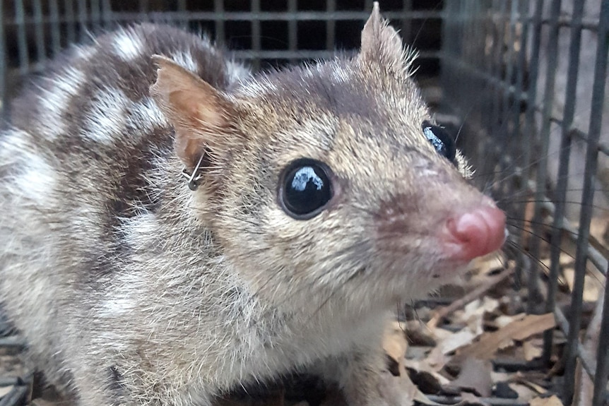 quolls in a cage