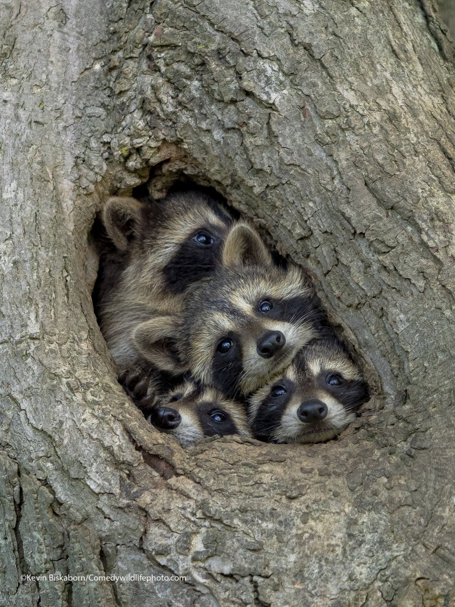 Raccons crammed into a tree hole.