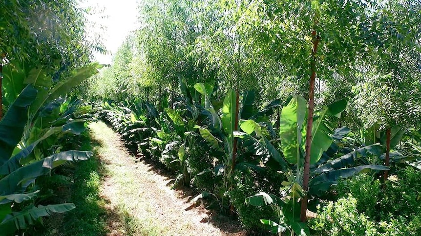 Farming plot showing eucalyptus trees, banana plants, sweet potatoes, cucumber and cassava.
