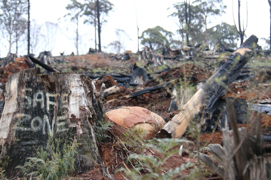 A hill covered in logged tree stumps. One of the trees has 'safe zone' graffitied on it.