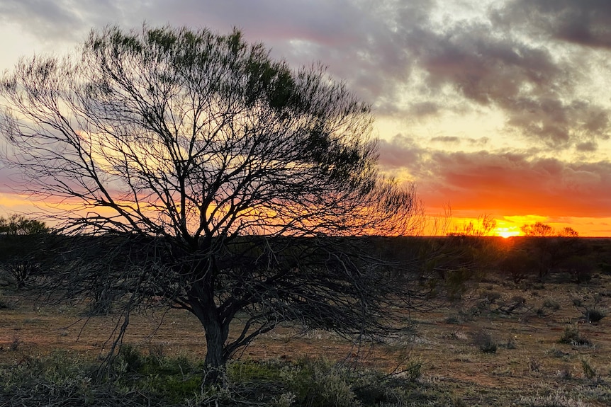 An outback sunset