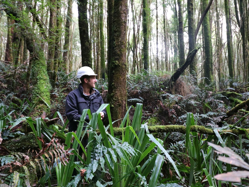 A man wearing a hard hat stands in a forest next to a bright green plant with long, narrow leaves.