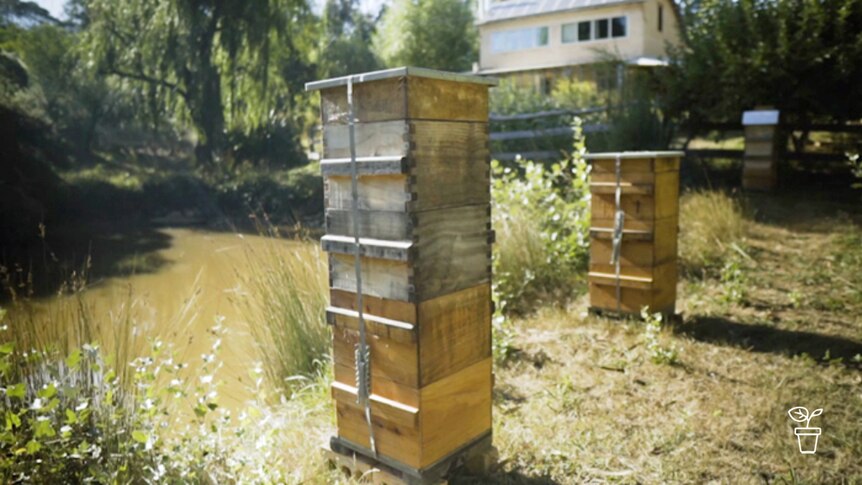 Wooden beehives next to pond on rural property