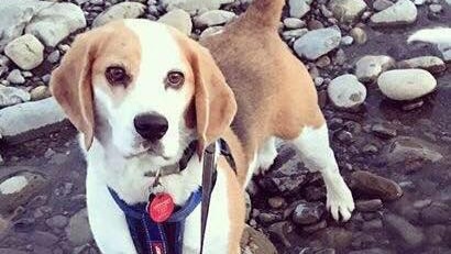 A photo of Benny the beagle posted to the Bring Benny Home Facebook page on April 13, 2018.